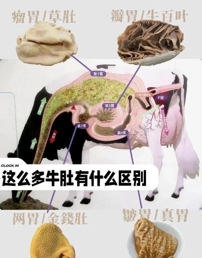 天呐牛吃草却不是食草动物！(图1)