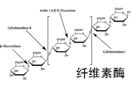 纤维素酶概述pptx