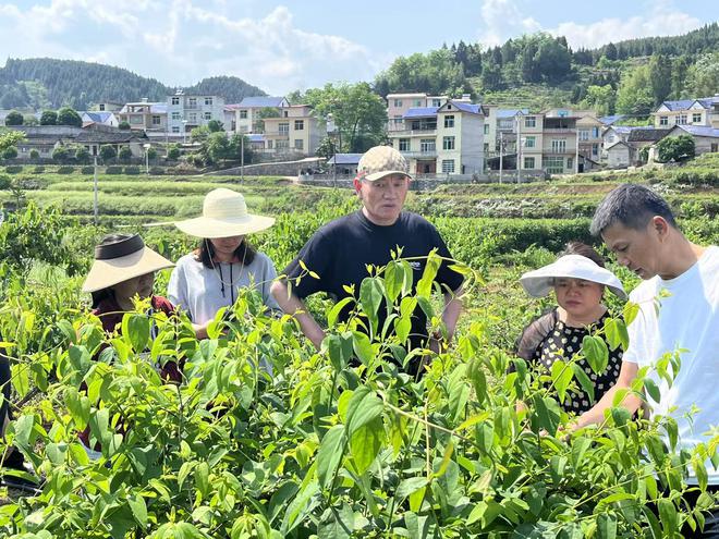 政研联动赋能“酶”力革命：保靖县打造新质生产力农业试验田(图1)