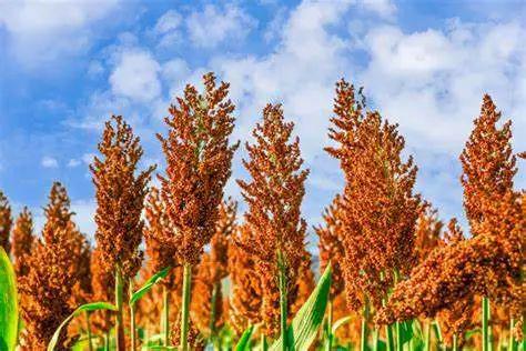 酱香真有科技！茅台这届盛会合成生物学站C位(图6)