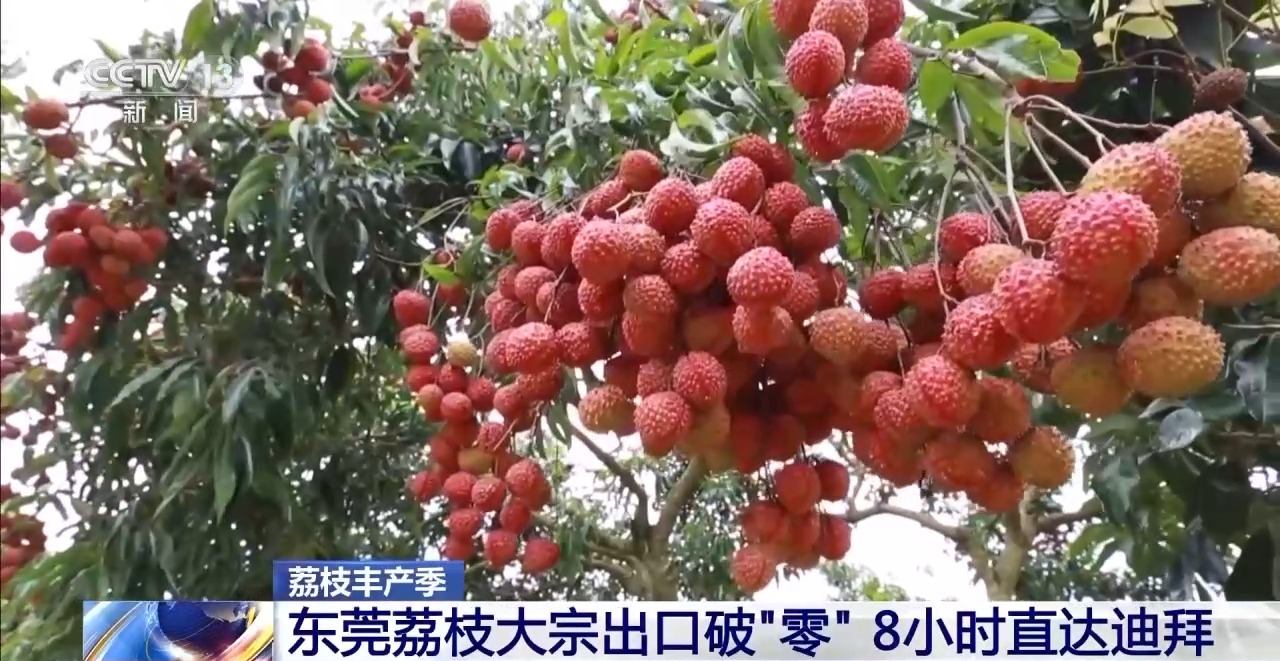 从岭南枝头到全球餐桌 广东荔枝解锁“四季鲜”密码→(图25)