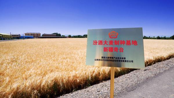 汾酒“第一车间”落子新疆奇台 筑牢清香品质根基(图1)