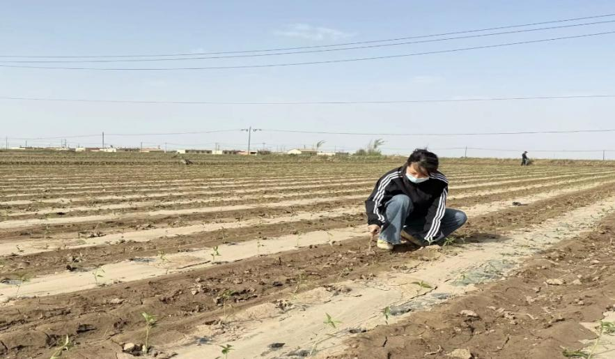 南林大学子首创木质纤维素基透气可降解地膜 破解 “三北” 地区农业绿色发展难题(图1)