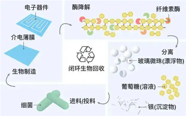 中国科学家培育“纺织工”细菌“织就”绿色电子未来(图4)