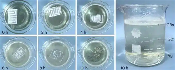 中国科学家培育“纺织工”细菌“织就”绿色电子未来(图5)
