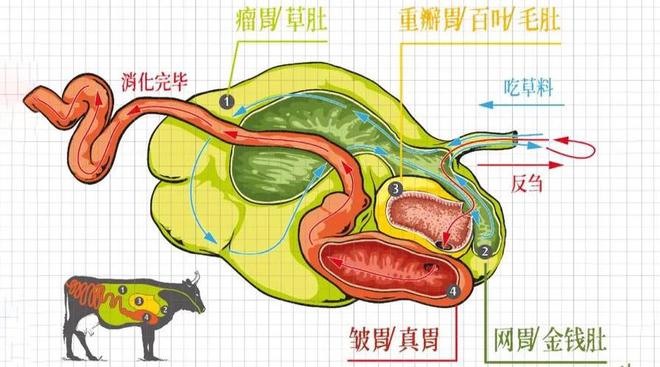 看似毫无营养的草在牛的身体里走一趟就变成了肌肉为什么？(图2)