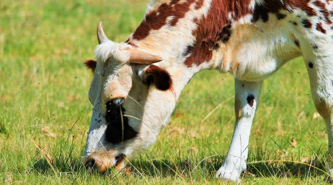 看似毫无营养的草在牛的身体里走一趟就变成了肌肉为什么？(图1)