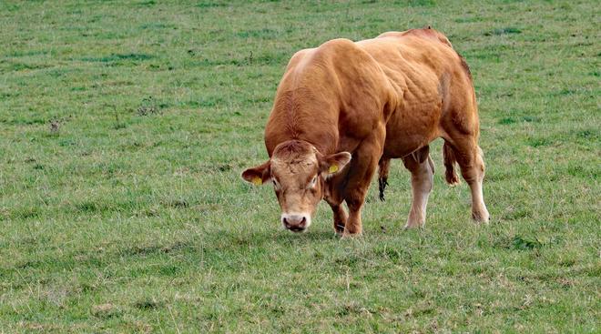 看似毫无营养的草在牛的身体里走一趟就变成了肌肉为什么？(图4)