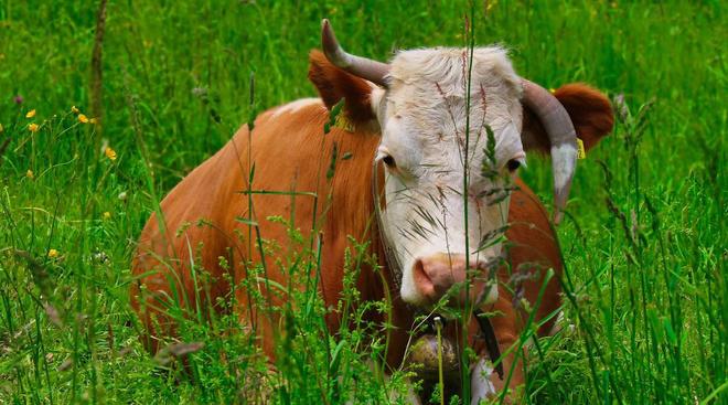 看似毫无营养的草在牛的身体里走一趟就变成了肌肉为什么？(图5)