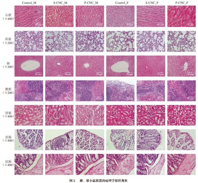 《食品科学》：江西中医药大学李哲教授等：纳晶纤维素口服安全性及肠道菌群调节作用(图2)