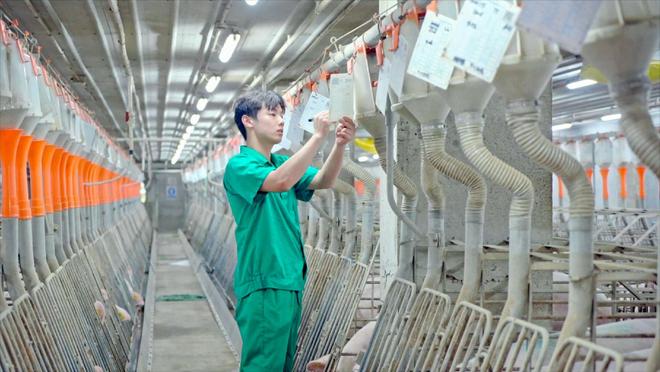 从“甜蜜烦恼”到“菠萝猪肉”湛江徐闻助力菠萝产业绿色转型(图4)