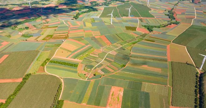 从“甜蜜烦恼”到“菠萝猪肉”湛江徐闻助力菠萝产业绿色转型(图1)