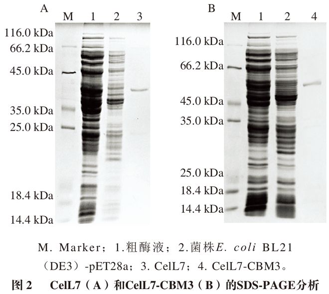 《食品科学》：福州大学严芬副教授等：海洋来源纤维素酶CelL7的异源表达、酶学表征及生物膜清除作用(图3)