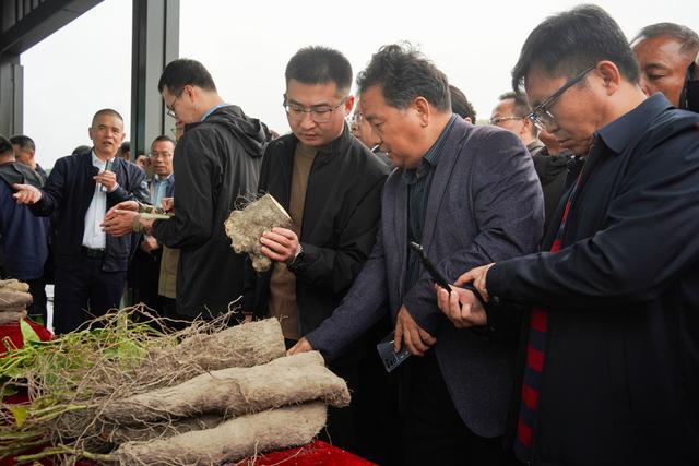 全国大咖云集温州文成！一根山药何以撬动10亿产业(图2)