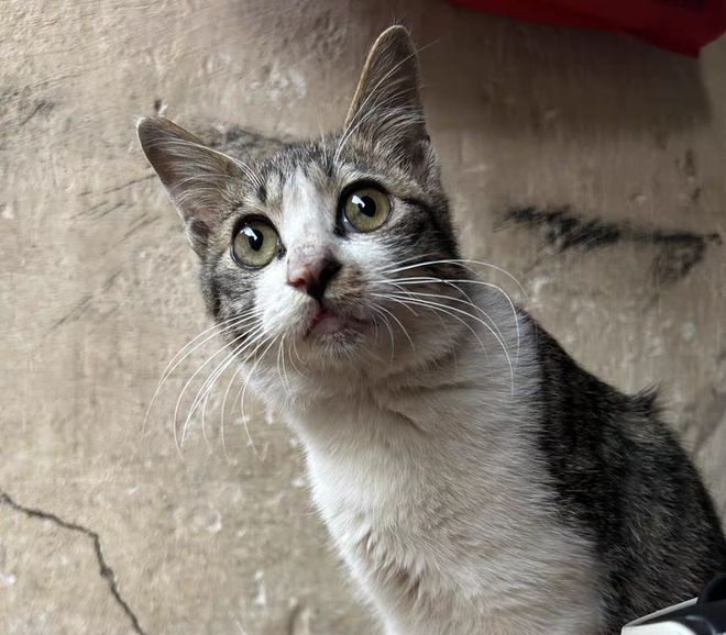 2025国产猫粮排名前十品牌你选对了吗？第一名实至名归(图5)