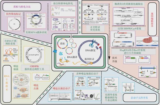 专题：合成生物制造(图8)