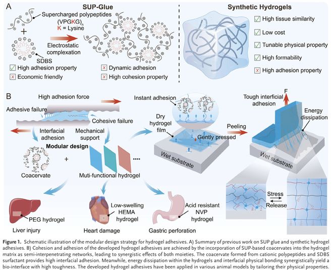 AdvMater:用于增强组织愈合的水凝胶黏合剂模块化设计(图1)