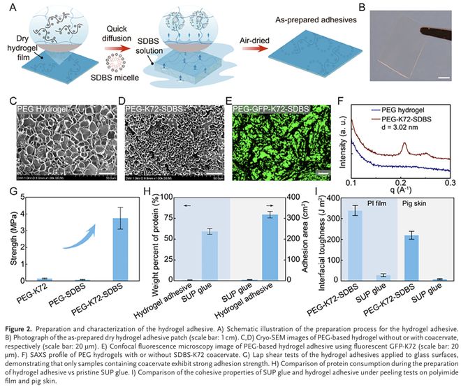 AdvMater:用于增强组织愈合的水凝胶黏合剂模块化设计(图2)