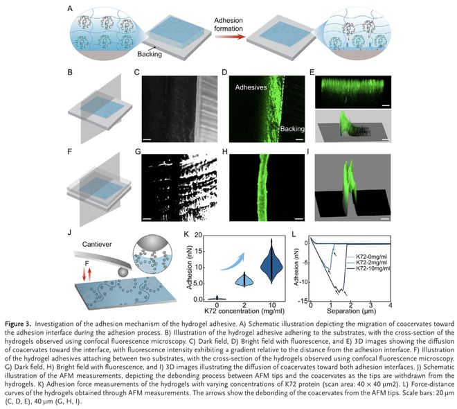 AdvMater:用于增强组织愈合的水凝胶黏合剂模块化设计(图3)