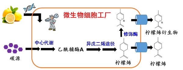 福建中烟探索原料高效利用新路径