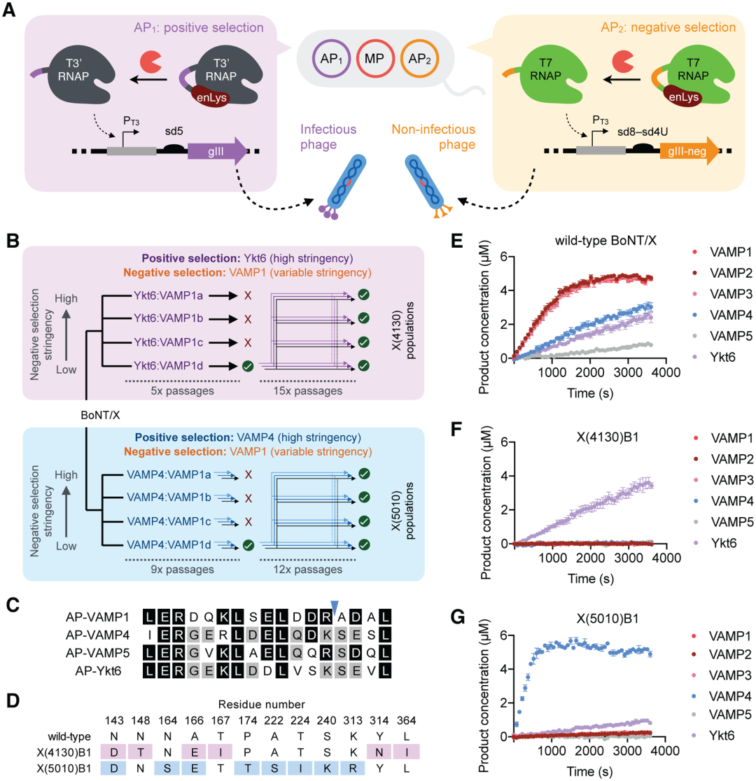 2026年靠谱的碱性蛋白酶丝氨酸蛋白酶菠萝蛋白酶厂家口碑推荐