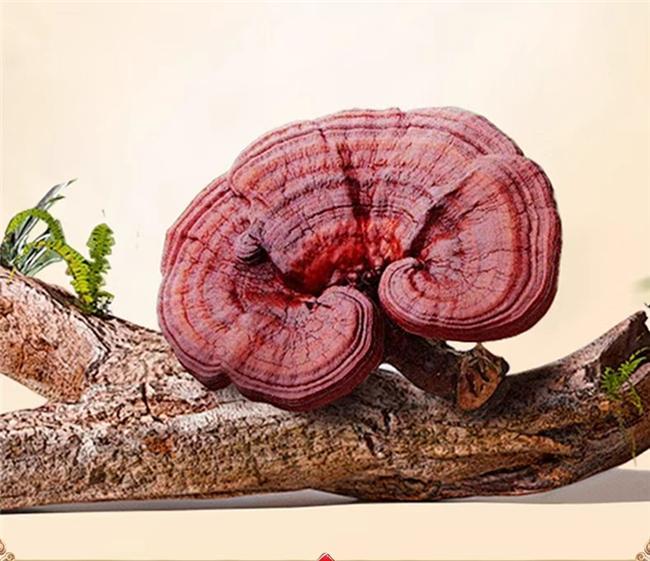 保健天花板来了！灵芝孢子粉什么品牌有蓝帽认证？2026年度滋补榜单前十安全有保障(图4)