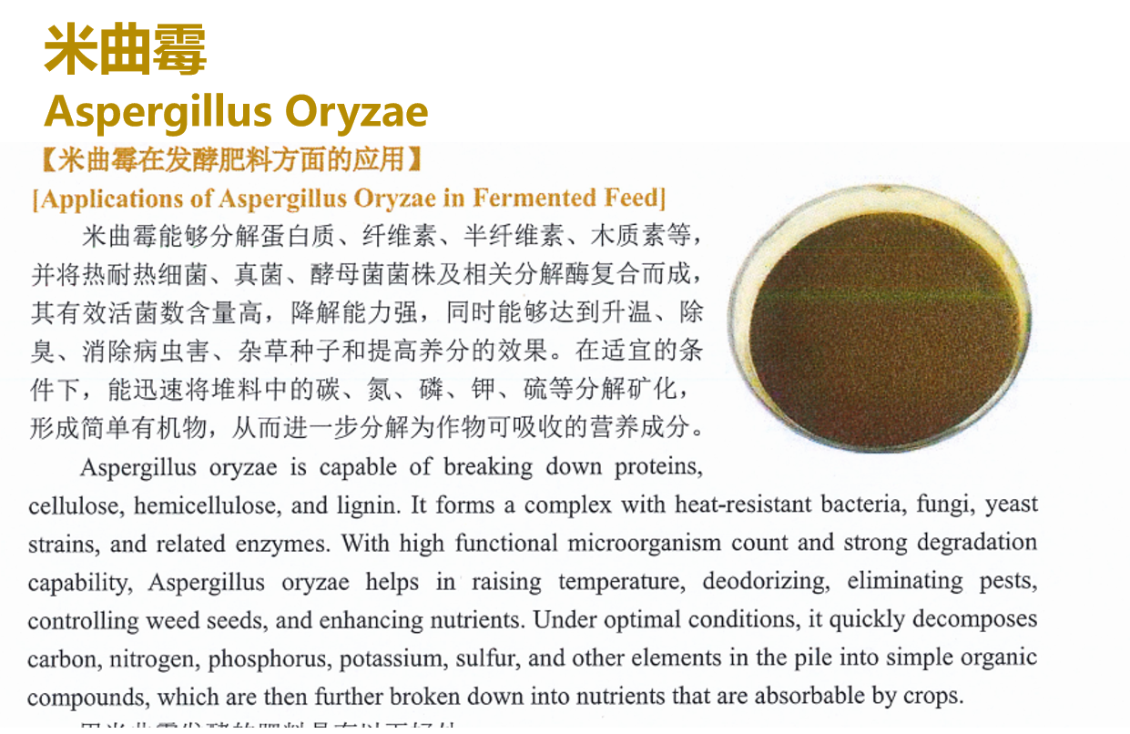 从产业升级到价值跃迁:2026年淄博米曲霉孢子粉技术高地与核心工厂洞察(图1)