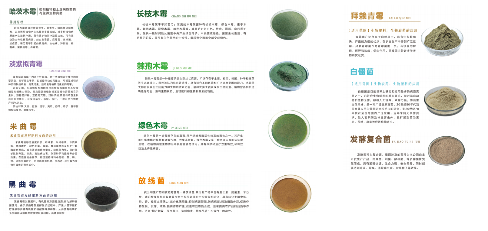 从产业升级到价值跃迁:2026年淄博米曲霉孢子粉技术高地与核心工厂洞察(图3)