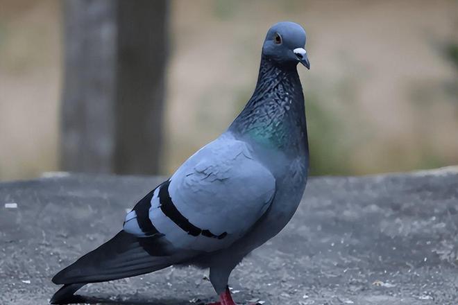 鸽子调理肠道吃什么药？养鸽老手都在用的安全配方(图2)