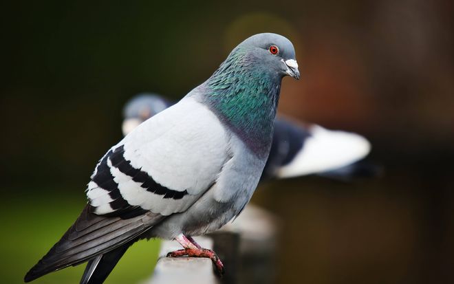 鸽子调理肠道吃什么药？养鸽老手都在用的安全配方(图1)