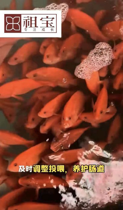 祖宝东星斑饲料：科技兴渔的责任感(图1)