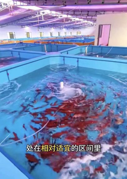 祖宝东星斑饲料：科技兴渔的责任感(图2)