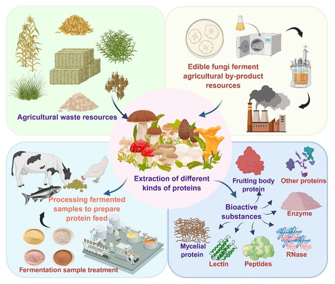 科学通报 中国科学院天津工业生物技术研究所综述食用菌创制高价值饲用蛋白研究进展(图1)