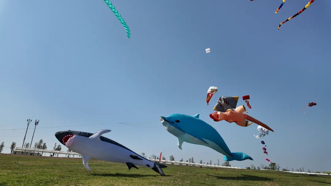 2026潍坊宠物风筝文化季盛大启幕共赴人宠共乐文旅新篇章(图1)
