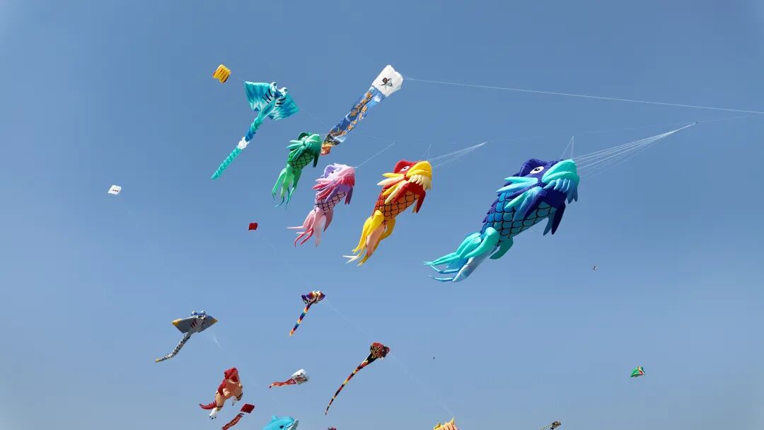 2026潍坊宠物风筝文化季盛大启幕共赴人宠共乐文旅新篇章(图4)