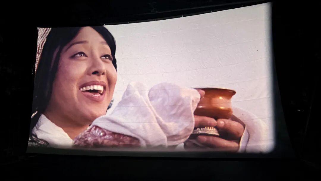 2026潍坊宠物风筝文化季盛大启幕共赴人宠共乐文旅新篇章(图6)