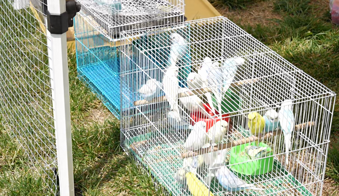 2026潍坊宠物风筝文化季盛大启幕共赴人宠共乐文旅新篇章(图8)