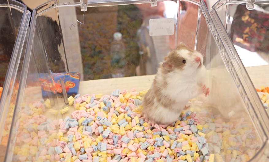 2026潍坊宠物风筝文化季盛大启幕共赴人宠共乐文旅新篇章(图9)