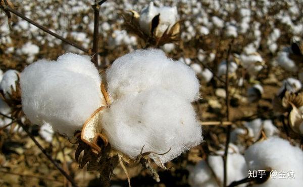 科学家开发出轻量化高强度的纤维素基工程塑料