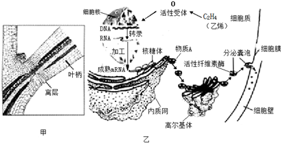 纤维素酶的应用及前景