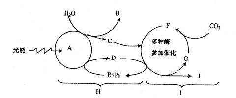 维酶素片治什么病