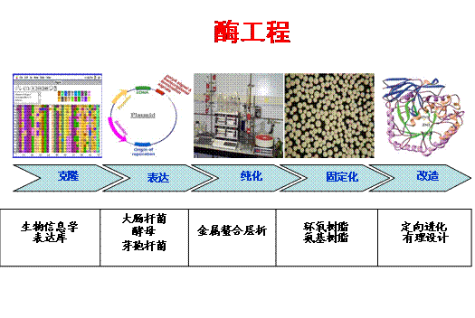 通过戊二醛修饰制备Alcalase的不同固定化稳定化生物催化剂