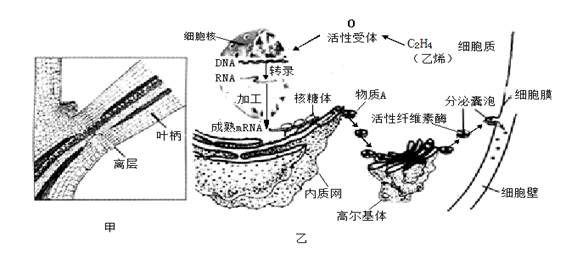 纤维素酶作用机理及开发应用